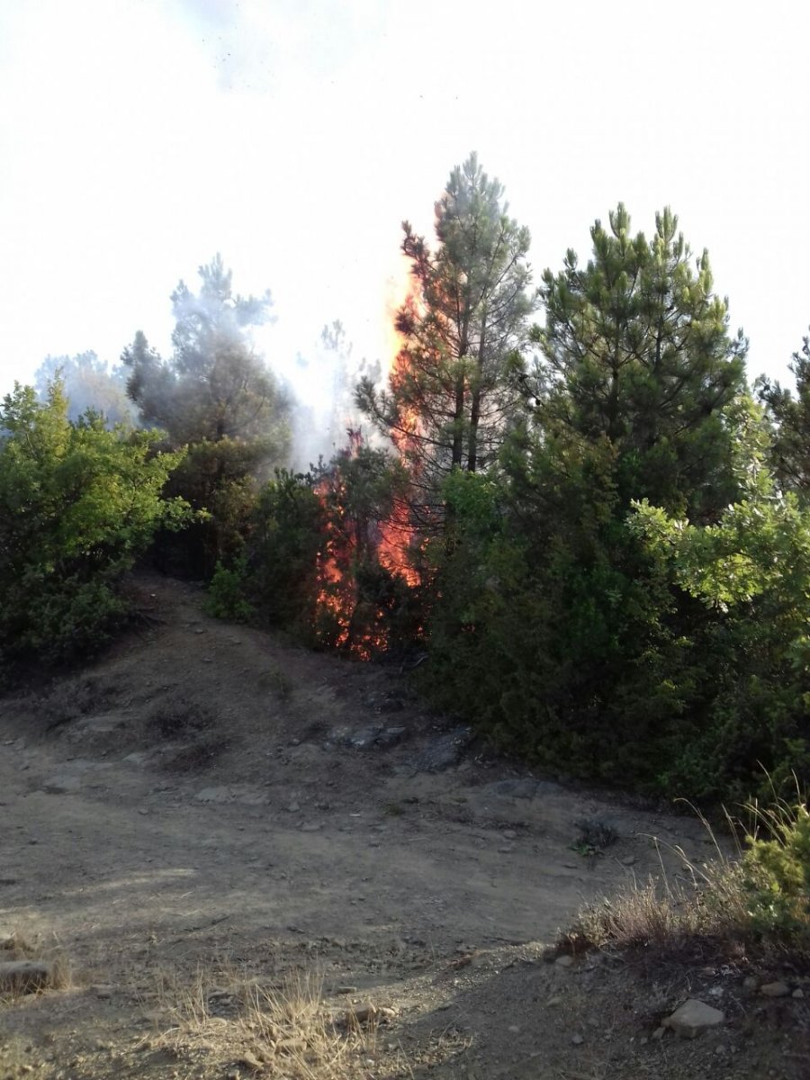 Gramsh, digjen 3 ha pisha, arrestohet një 67 vjeçar