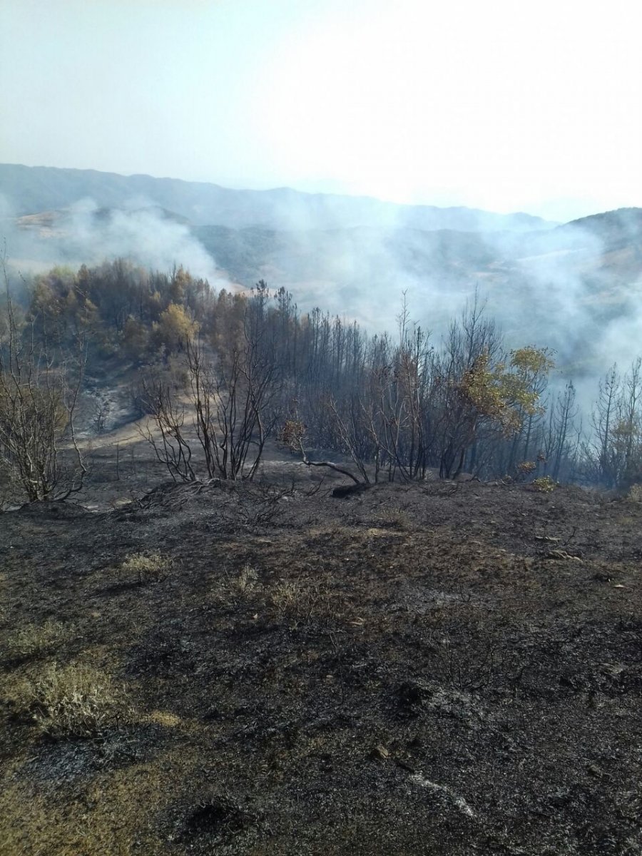 Gramsh, digjen 3 ha pisha, arrestohet një 67 vjeçar