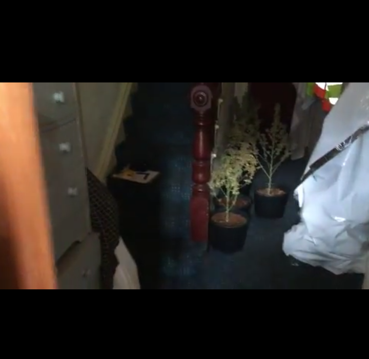 EMRI/ Drejtonte fermën e kanabisit, arrestohet bosi shqiptar: Jam viktimë e trafikimit