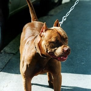 Vogëlushja një vjeçare sulmohet për vdekje nga dy qen pitbullë