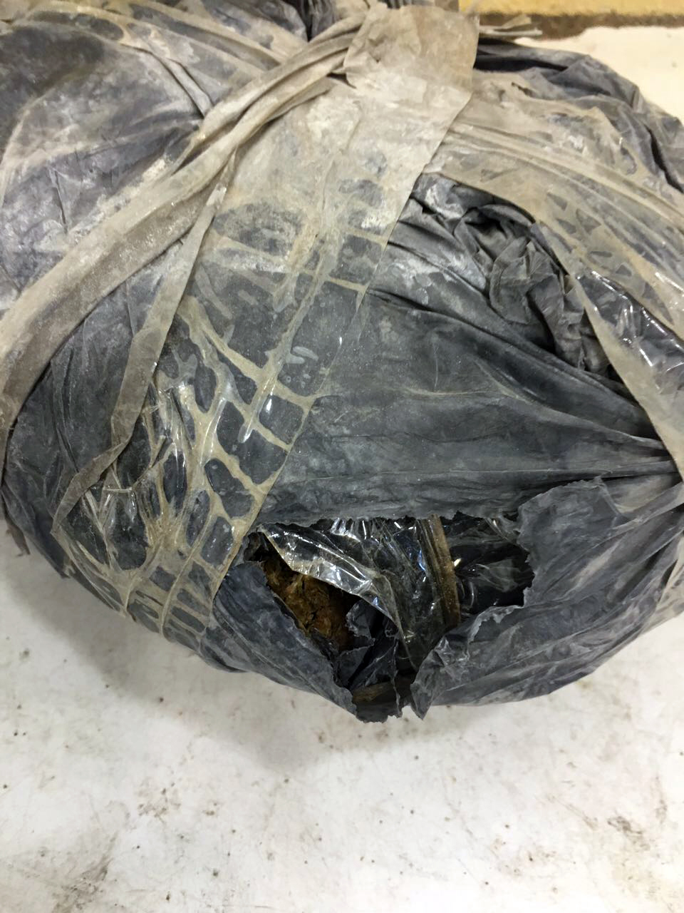 EMRI & FOTO GALERI/ Shkodër, arrestohet vlonjate tentoi të trafikonte kanabis drejt Malit të Zi