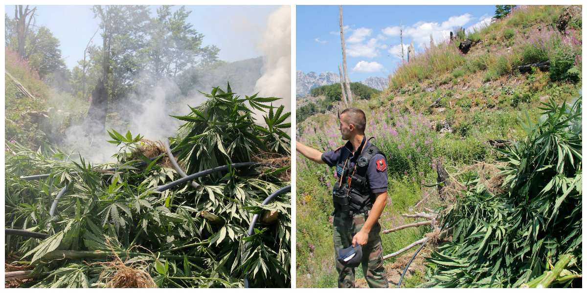REPORTAZH/ Gazeta gjermane: Shqipëria toka e barit – një pamje dramatike e krimit të lidhur me drogën