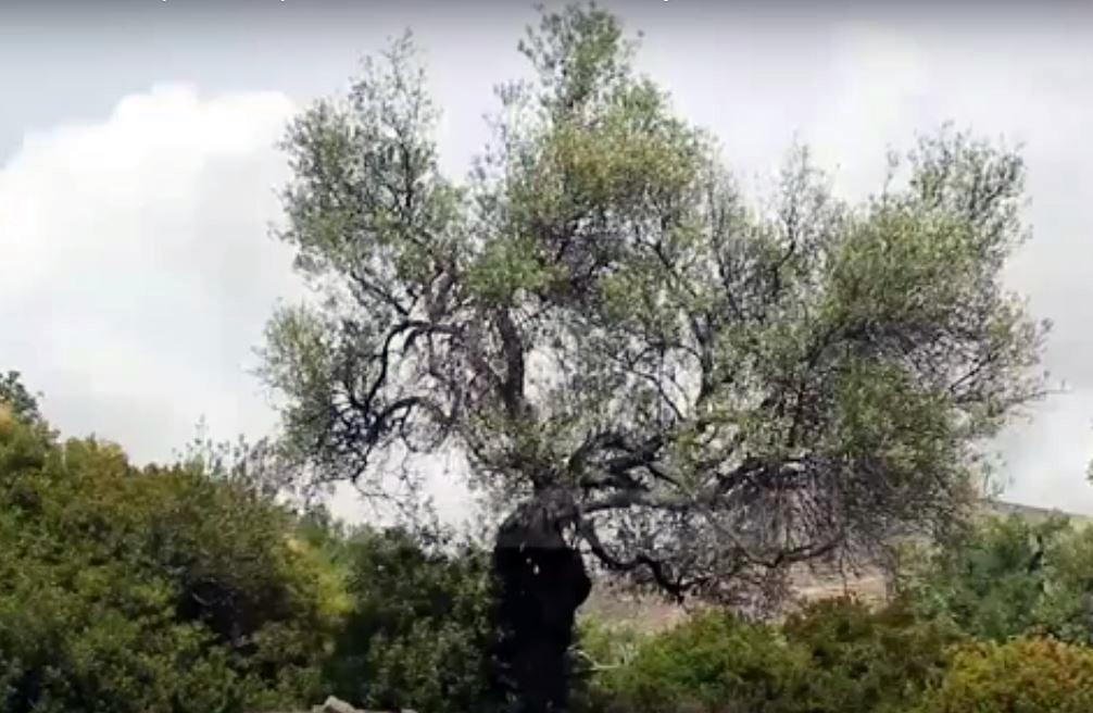 FOTO/ Po vdes “Ulliri i Lotëve” në Piqeras, u mboll në kohën e Bizantit