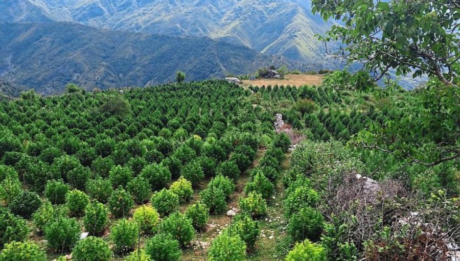 REPORTAZH/ Gazeta gjermane: Shqipëria toka e barit – një pamje dramatike e krimit të lidhur me drogën