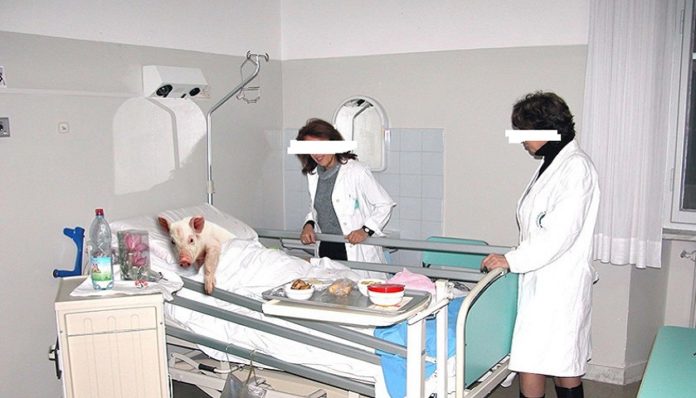 GJIROKASTER/Derrat mësyjnë në spital, pacientët largohen të tmerruar, orë paniku