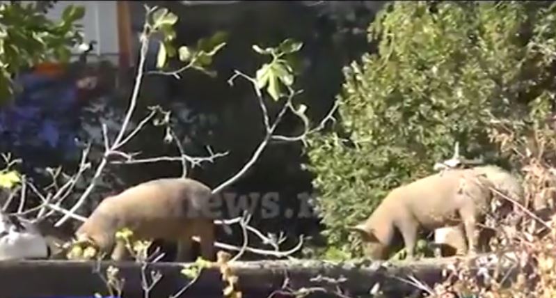 VIDEO/ Gjirokastër, derrat një ditë pas “sfilatës” në Spitalin Rajonal, enden në lavanderinë e këtij institucioni