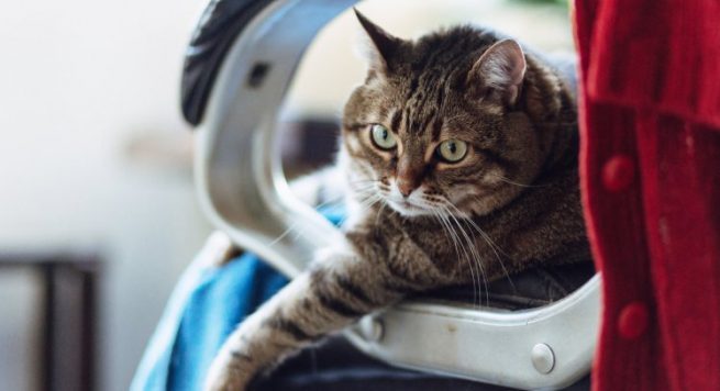 Macja që i shkaktoi të riut impotencë seksuale