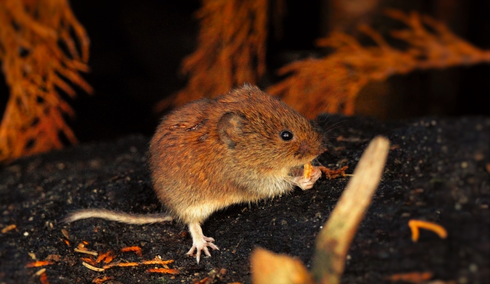 E sulmuan minjtë e uritur, vajza ndodhet në gjendje të rëndë për jetën