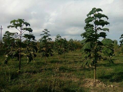 FOTO/Biznes i sigurtë, kjo bimë e rrallë po rritet në Kurbin