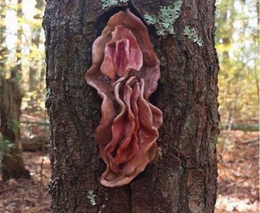 Gjërat që nuk i dini për vaginën