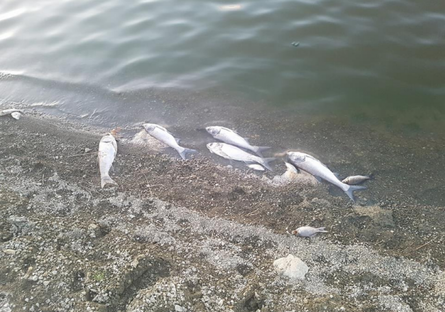 Katastrofë mjedisore në rezervuarin e Xibrakës, qindra kuintalë peshq përpëliten dhe ngordhin