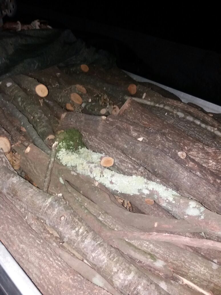 FOTO GALERI/ “Rrafshojnë” pyllin, “rojet” e shtetit ja hedhin me një procedim, “druvarët” i ikin Policisë