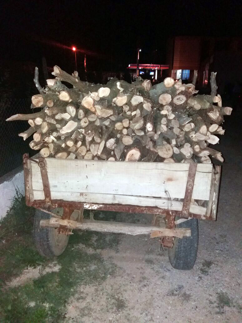 FOTO GALERI/ “Rrafshojnë” pyllin, “rojet” e shtetit ja hedhin me një procedim, “druvarët” i ikin Policisë