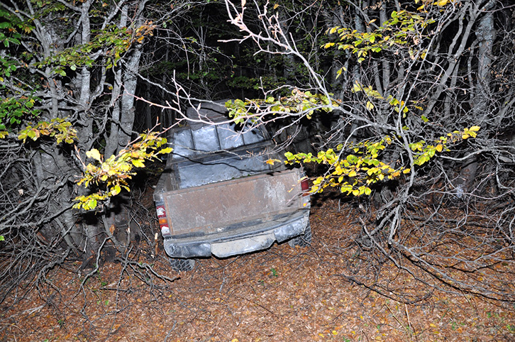 FOTO GALERI/ Për 10 metra kub dru të prera pa leje në pyll ja hedhin me një procedim në gjendje të lirë
