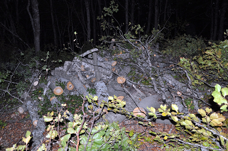 FOTO GALERI/ Për 10 metra kub dru të prera pa leje në pyll ja hedhin me një procedim në gjendje të lirë