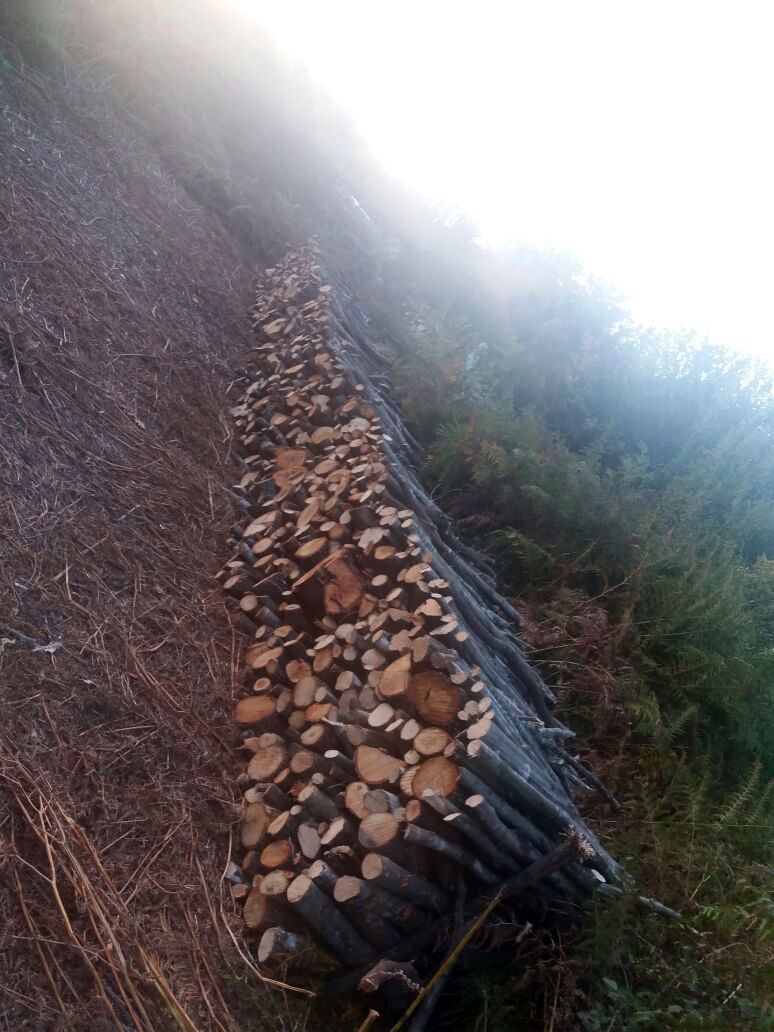 FOTO GALERI/ “Rrafshojnë” pyllin, “rojet” e shtetit ja hedhin me një procedim, “druvarët” i ikin Policisë