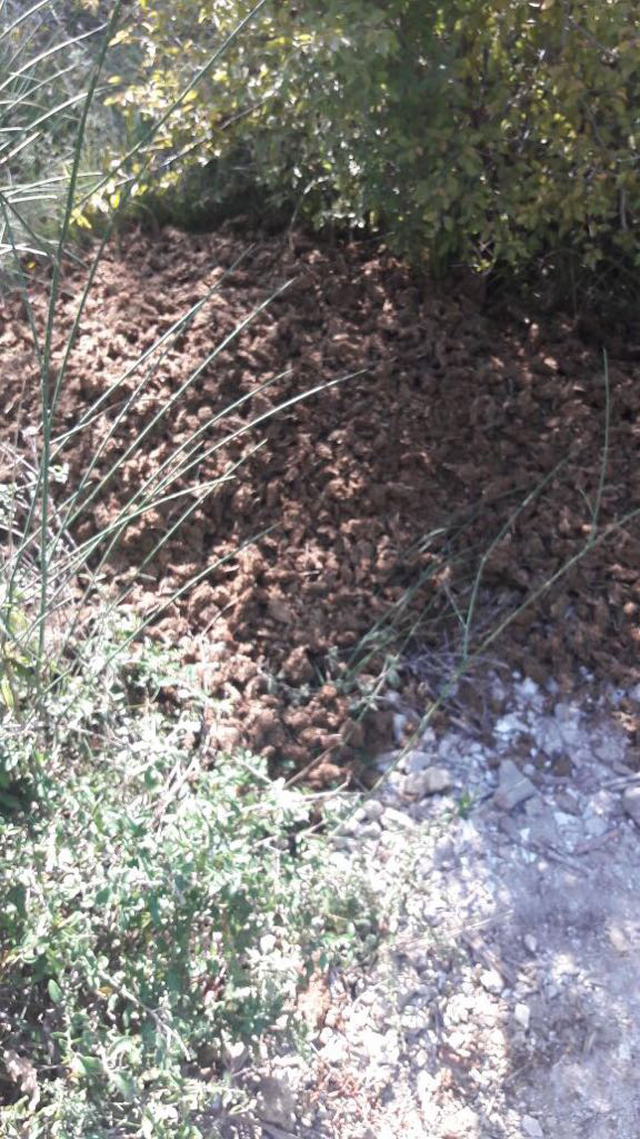 FOTO GALERI/ Tiranë, Policia gjen në shkurre 109 kg kanabis të braktisur