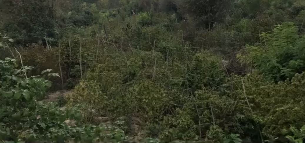 VIDEO/ Gratë drogës, 9 femra u kapën në fermën e kanabisit afër Rinasit