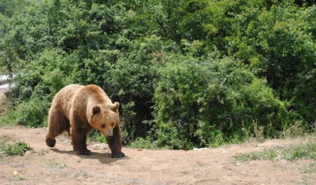 DETAJE/ Elbasan, ariu gjigant tmerron banorët, Policia ngre “Task-Force” me ekspertë “ndërkombëtarë”