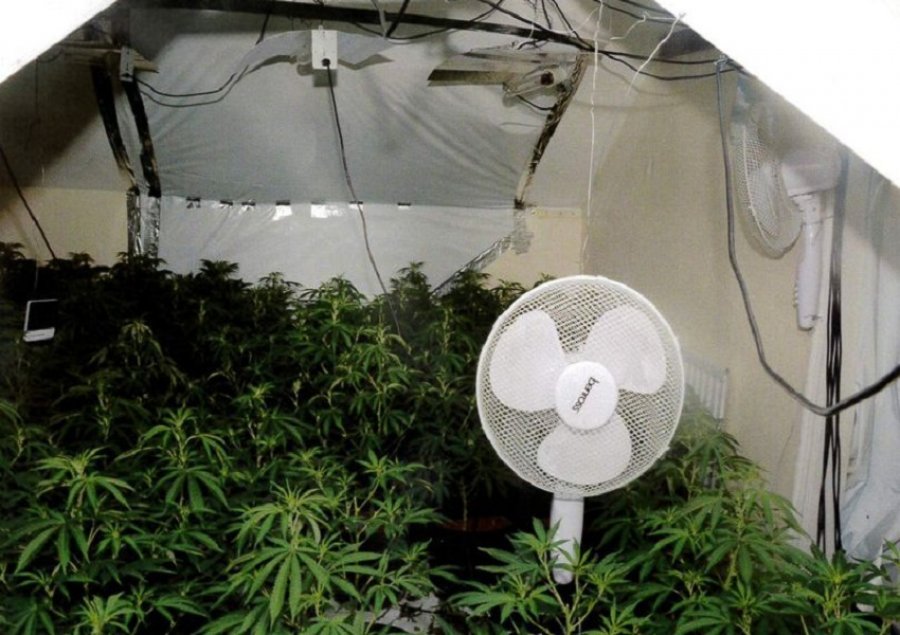 EMRI/ Londër, arrestohet shqiptari që prashiste në fermën e kanabisit