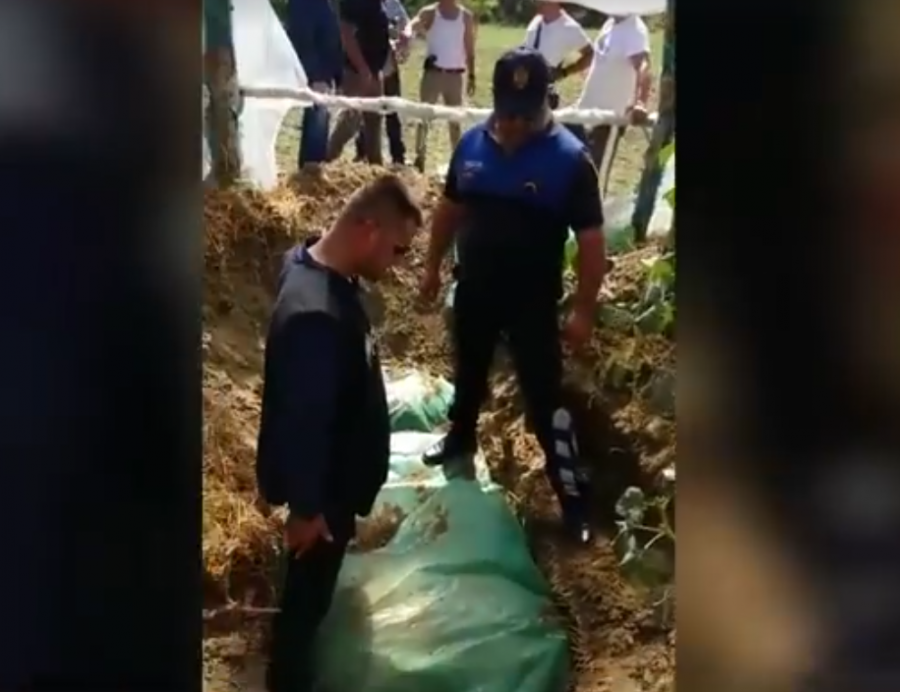 VIDEO/ Roskovec, bllokohet kanabisi i fshehur te sera e perimeve, arrestohet babai me dy djemtë