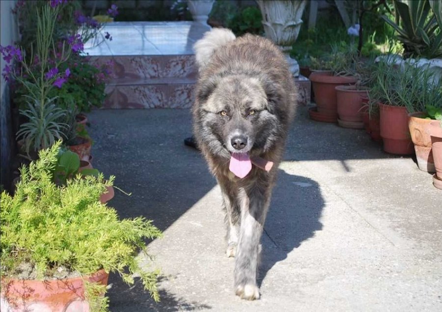 EMRI/ Korçë, e sulmon qeni, vdes në vend i moshuari