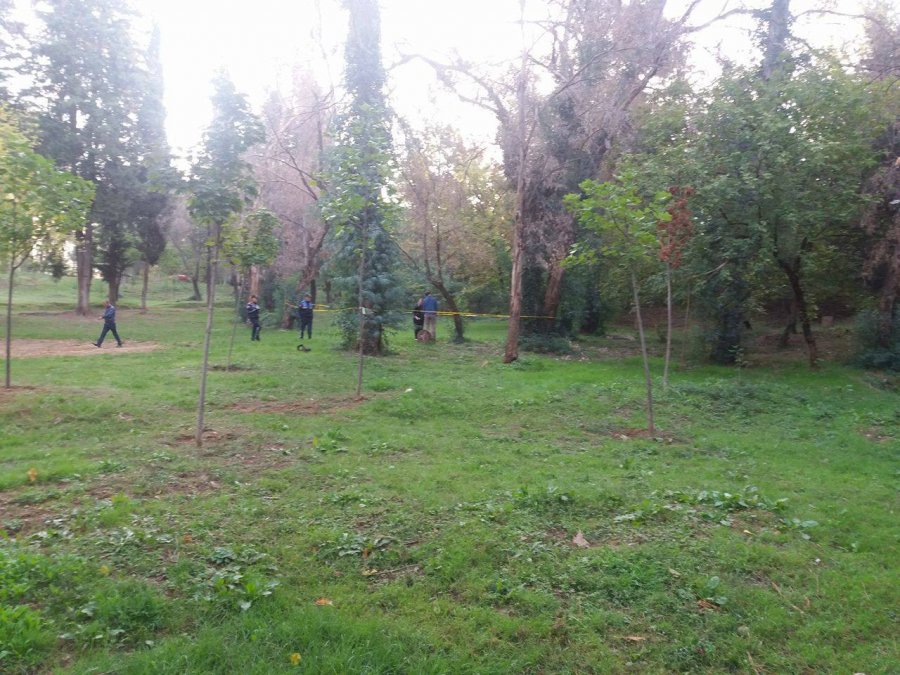 Tiranë, tmerrohen qytetarët, shohin trupin e pajetë të varur në pemë