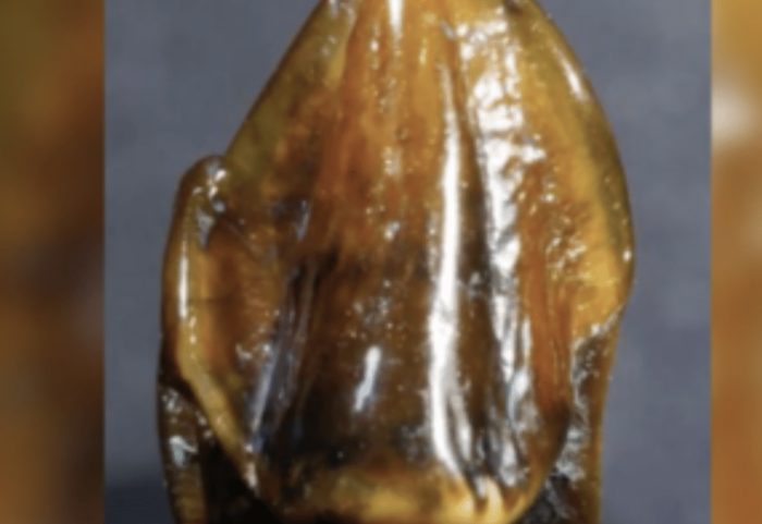 Zbulimi i bërë në Gjermani që mund të rishkruajë historinë e njerëzimit