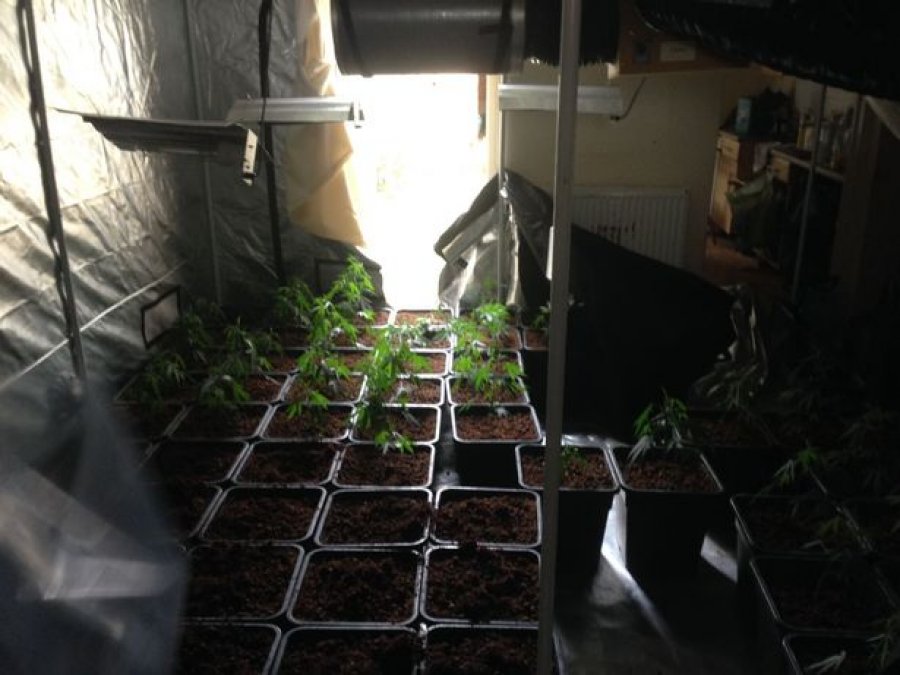 EMRAT & VIDEO/ Angli, arrestohen 8 shqiptarë për prodhim kanabisi