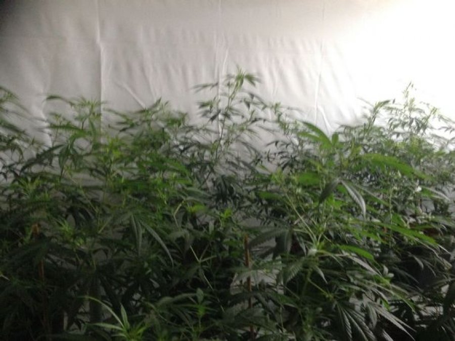 EMRAT & VIDEO/ Angli, arrestohen 8 shqiptarë për prodhim kanabisi