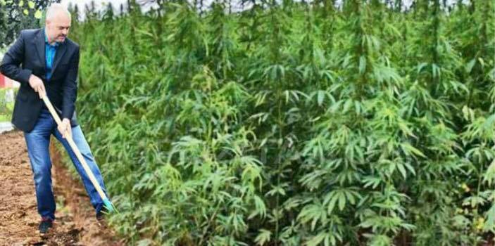 VIDEO/ Me zë dhe me figurë – Të gjitha mashtrimet e Edi Ramës për kanabisin