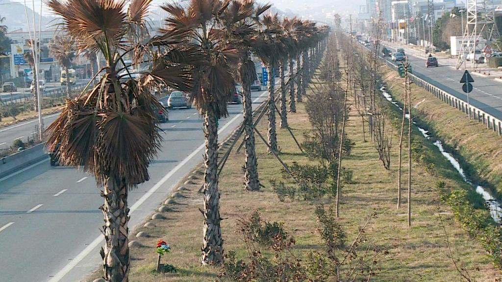 Pas tharjes së palmave të Ramës në autostradë, Veliaj i zëvendëson me 2.5 milionë euro pisha