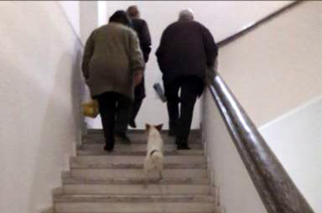 FOTO LAJM/ Gjirokastër, derrat dhe qentë, “luftë” për “zona influence” në spital