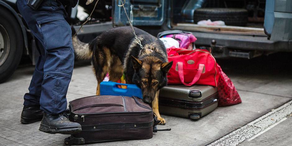 MEDIAT BELGE/ Shqipëria gangrenë e trafikut të drogës –  Lidhjet ndërmjet trafikantëve me ministrat e qeverisë janë shumë të rëndësishme