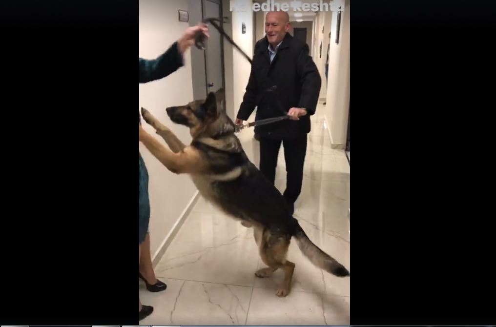 VIDEO/ Qeni që mbron Edi Ramën, tremb Eni Vasilin