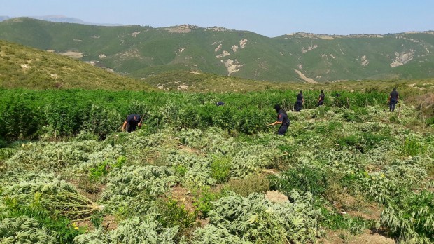 REPORTAZH/ Gazetarët e Rai3 japin alarmin për tonelatat e drogës, zbulojnë fermë kanabisi në Durrës