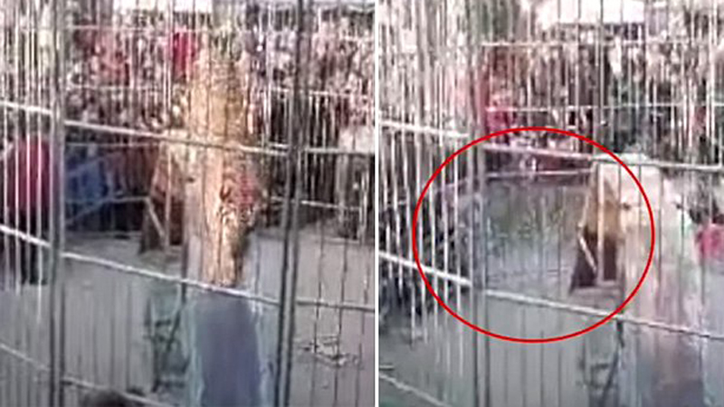 VIDEO/ Arratiset tigri, kafshon dy fëmijë