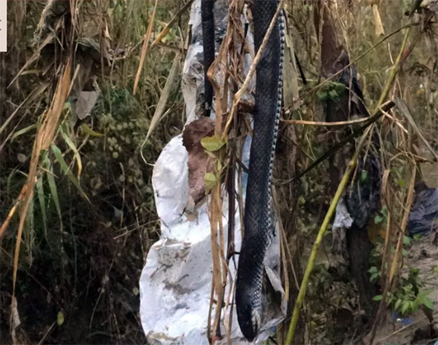 FOTO LAJM/ Përmbytjet nxjerrin nga foleja edhe gjarprin 2 metra