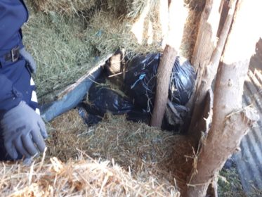 EMRI & FOTO GALERI/ Gjirokastër, sekuestrohen 281 kg drogë dhe armë në stan, pranga 60-vjeçarit nga Lazarati