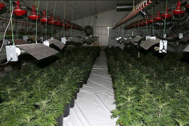 VIDEO/ Kapet 1.5 milionë paund kanabis në fermën e pulave, pranga shqiptarëve e britanikëve