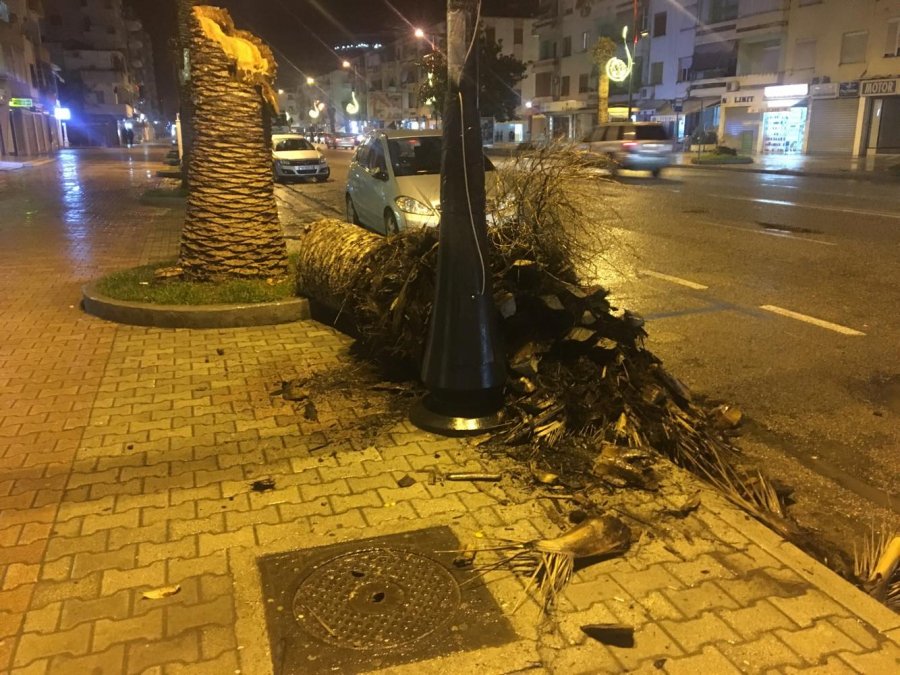 FOTO/ Vlorë, rrëzohet palma, zë poshtë fëmijën