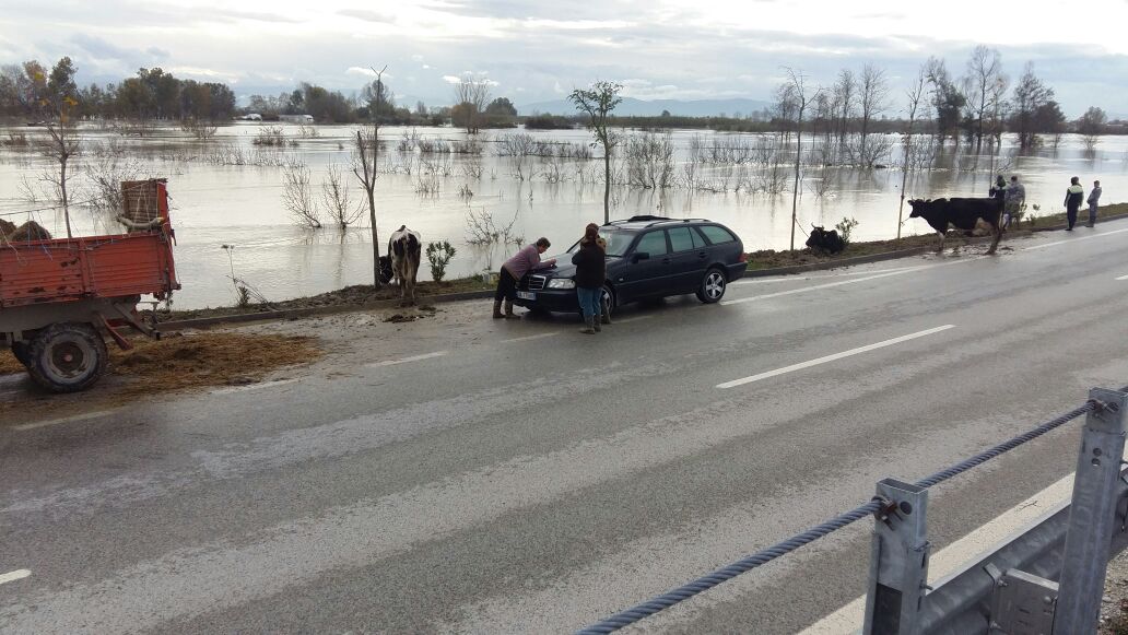 BILANCI/ Gjendje e jashtëzakonshme në Fier, 333 banesa të përmbytura dhe 3500 hektarë nën ujë