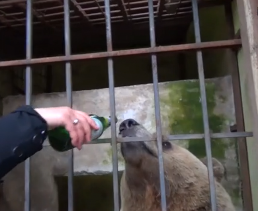VIDEO/ Tomit i jepnin 20 birra në ditë në Shqipëri, ariu i dehur gjen rehatinë në Prishtinë