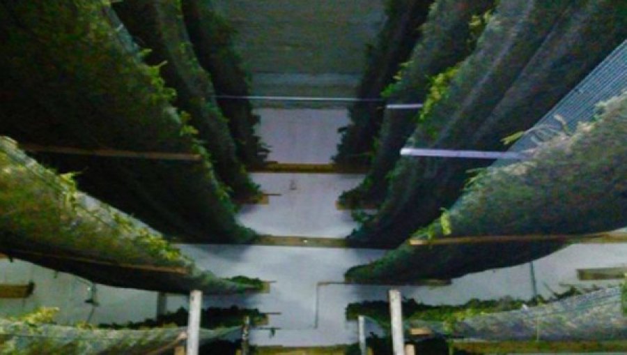 DETAJE/ ‘Ujku’ dhe ‘kecat’, kodet që polici përdorte për të informuar bandën e kanabisit në Laç: “Kanë me ther do keca”