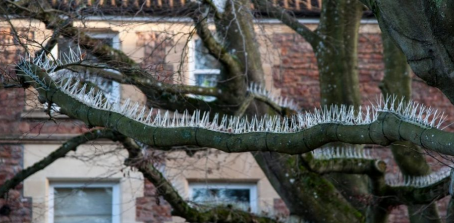 Nga Bristoli vjen çudia, të ndalim qëndrimin e zogjve nëpër pemë