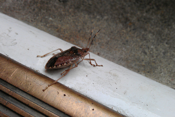 VIDEO/ Për një buburrec djeg gjithë shtëpinë, 3 persona përfundojnë në spital