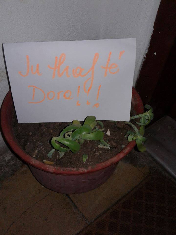 15 FOTO HUMORISTIKE/ Nga dashuria në kohën e kolerës, te vigjilja e vitit të Skënderbeut