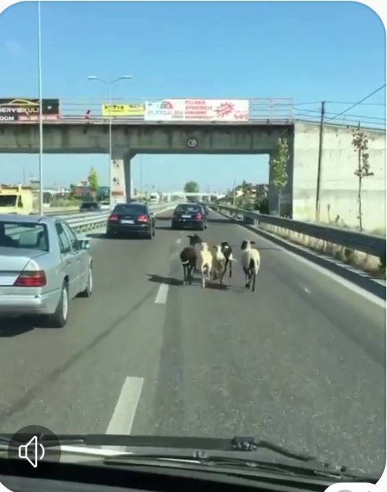 15 FOTO HUMORISTIKE/ Nga dashuria në kohën e kolerës, te vigjilja e vitit të Skënderbeut