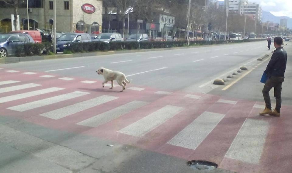 15 FOTO HUMORISTIKE/ Nga dashuria në kohën e kolerës, te vigjilja e vitit të Skënderbeut