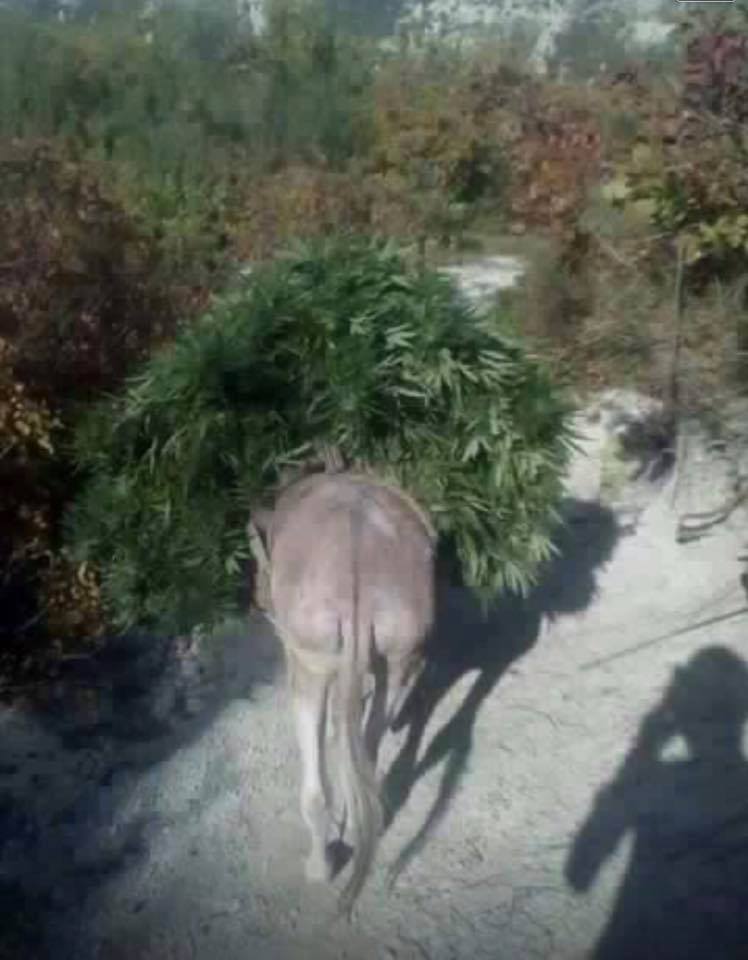 15 FOTO HUMORISTIKE/ Nga dashuria në kohën e kolerës, te vigjilja e vitit të Skënderbeut